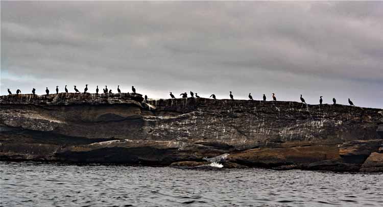 cormorants lined up on rocks